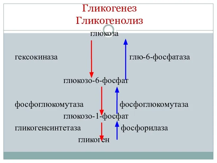 Гликогенез Гликогенолиз глюкоза гексокиназа глю-6-фосфатаза глюкозо-6-фосфат фосфоглюкомутаза фосфоглюкомутаза глюкозо-1-фосфат гликогенсинтетаза фосфорилаза гликоген