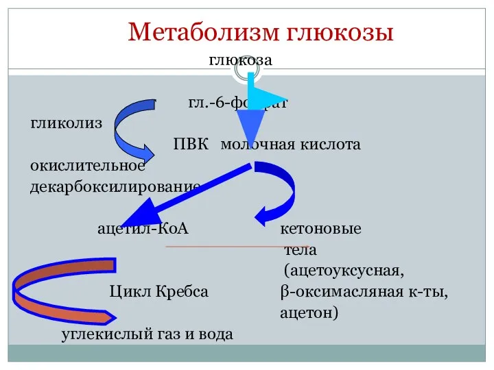 Метаболизм глюкозы глюкоза г гл.-6-фосфат гликолиз ПВК молочная кислота окислительное декарбоксилирование