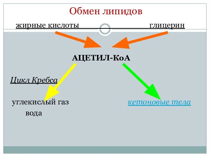 Обмен липидов жирные кислоты глицерин АЦЕТИЛ-КоА Цикл Кребса углекислый газ кетоновые тела вода