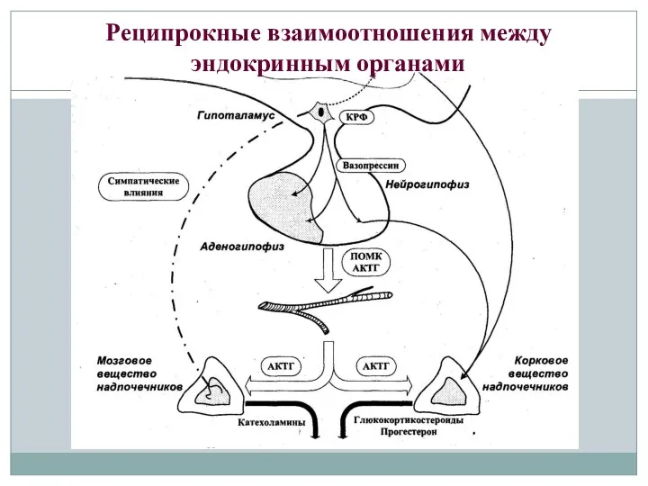 Реципрокные взаимоотношения между эндокринным органами