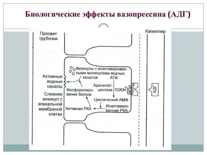 Биологические эффекты вазопрессина (АДГ)