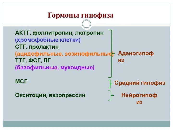 Гормоны гипофиза АКТГ, фоллитропин, лютропин (хромофобные клетки) СТГ, пролактин (ацидофильные, эозинофильные)