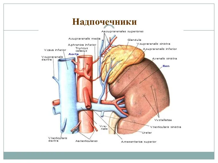 Надпочечники