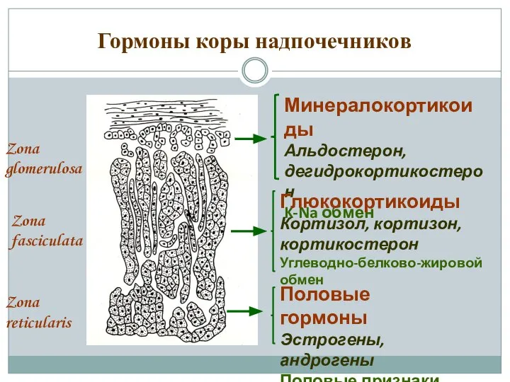 Гормоны коры надпочечников Zona glomerulosa Zona fasciculata Zona reticularis Минералокортикоиды Альдостерон,