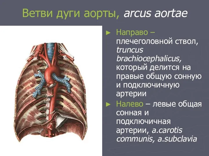 Ветви дуги аорты, arcus aortae Направо – плечеголовной ствол, truncus brachiocephalicus,