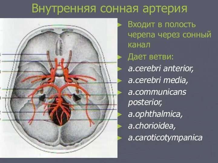 Внутренняя сонная артерия Входит в полость черепа через сонный канал Дает