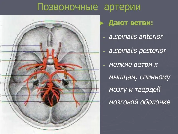 Позвоночные артерии Дают ветви: a.spinalis anterior a.spinalis posterior мелкие ветви к