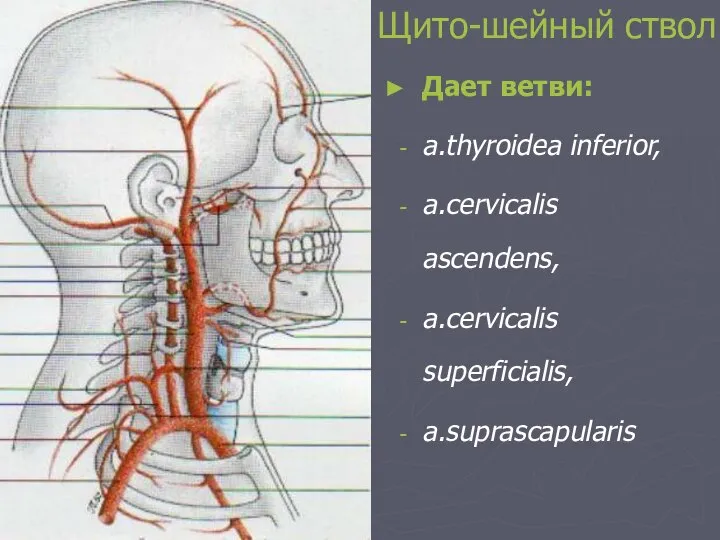 Щито-шейный ствол Дает ветви: a.thyroidea inferior, a.cervicalis ascendens, a.cervicalis superficialis, a.suprascapularis