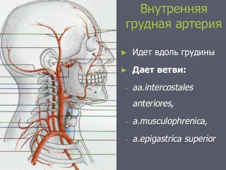 Внутренняя грудная артерия Идет вдоль грудины Дает ветви: aa.intercostales anteriores, a.musculophrenica, a.epigastrica superior