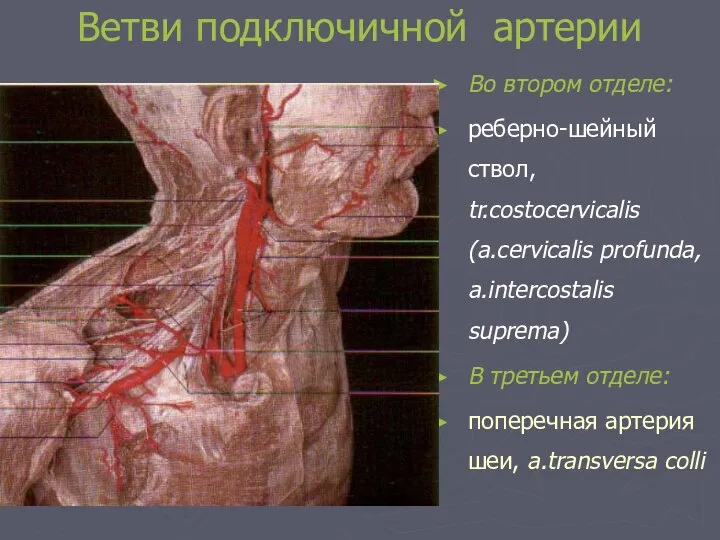 Ветви подключичной артерии Во втором отделе: реберно-шейный ствол, tr.costocervicalis (a.cervicalis profunda,