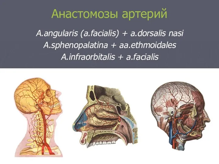 Анастомозы артерий A.angularis (a.facialis) + a.dorsalis nasi A.sphenopalatina + aa.ethmoidales A.infraorbitalis + a.facialis