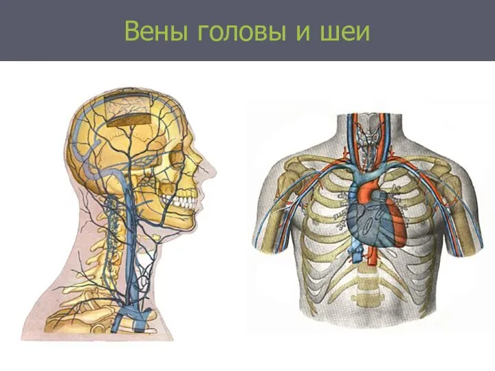 Вены головы и шеи