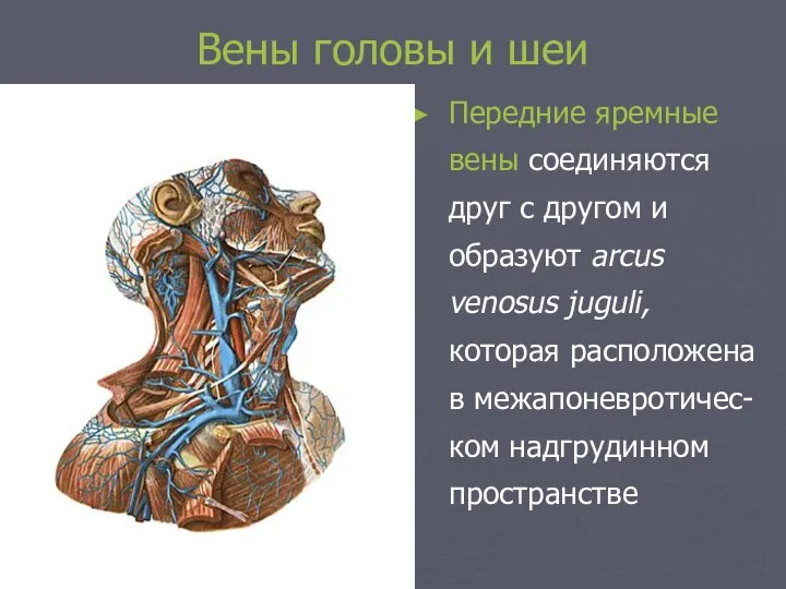 Вены головы и шеи Передние яремные вены соединяются друг с другом