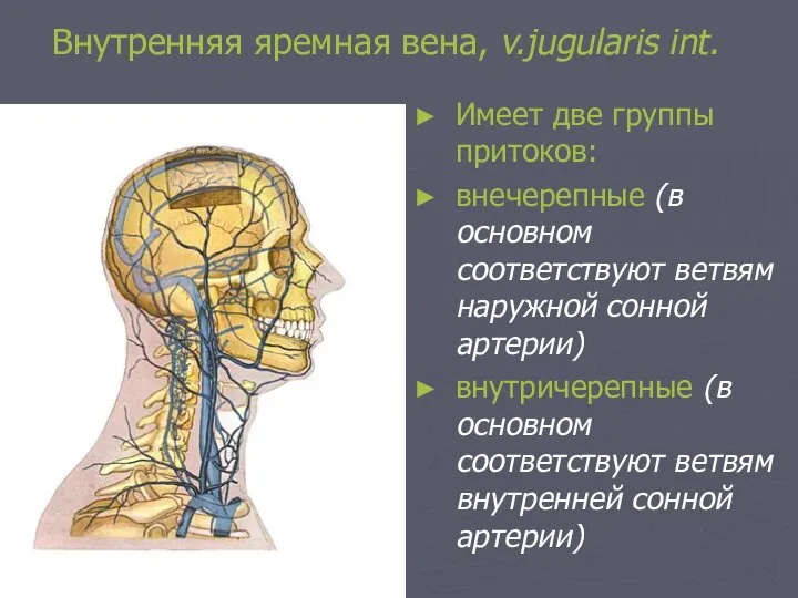 Внутренняя яремная вена, v.jugularis int. Имеет две группы притоков: внечерепные (в