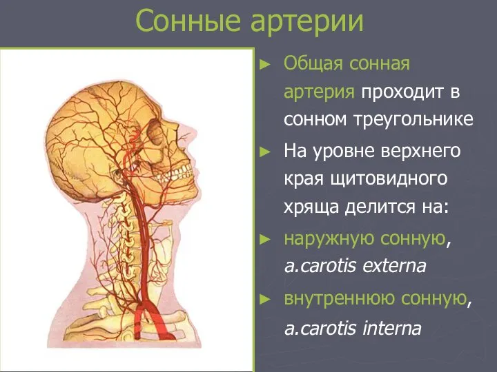 Сонные артерии Общая сонная артерия проходит в сонном треугольнике На уровне