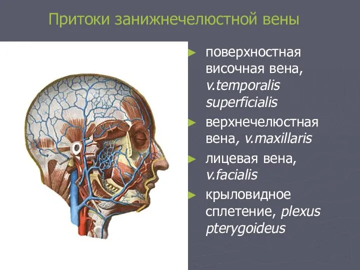 Притоки занижнечелюстной вены поверхностная височная вена, v.temporalis superficialis верхнечелюстная вена, v.maxillaris