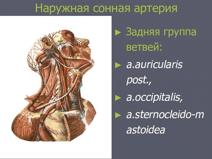 Наружная сонная артерия Задняя группа ветвей: a.auricularis post., a.occipitalis, a.sternocleido-mastoidea