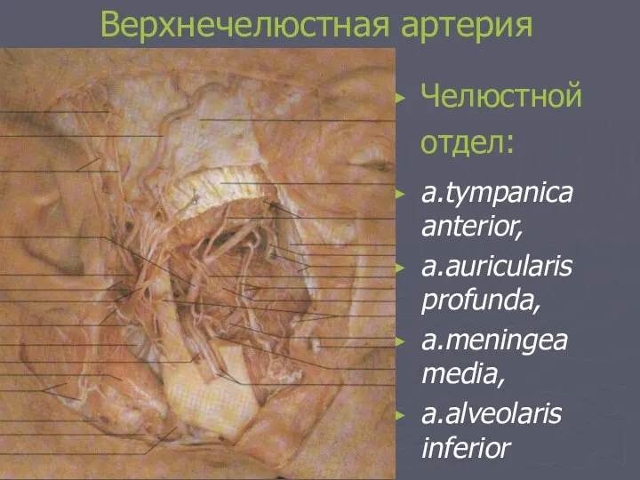 Верхнечелюстная артерия Челюстной отдел: a.tympanica anterior, a.auricularis profunda, a.meningea media, a.alveolaris inferior