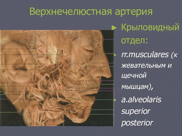 Верхнечелюстная артерия Крыловидный отдел: rr.musculares (к жевательным и щечной мышцам), a.alveolaris superior posterior