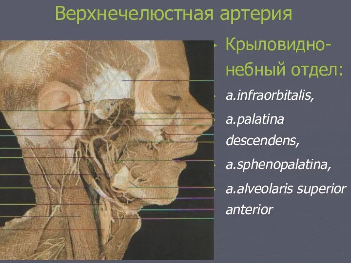 Верхнечелюстная артерия Крыловидно-небный отдел: a.infraorbitalis, a.palatina descendens, a.sphenopalatina, a.alveolaris superior anterior