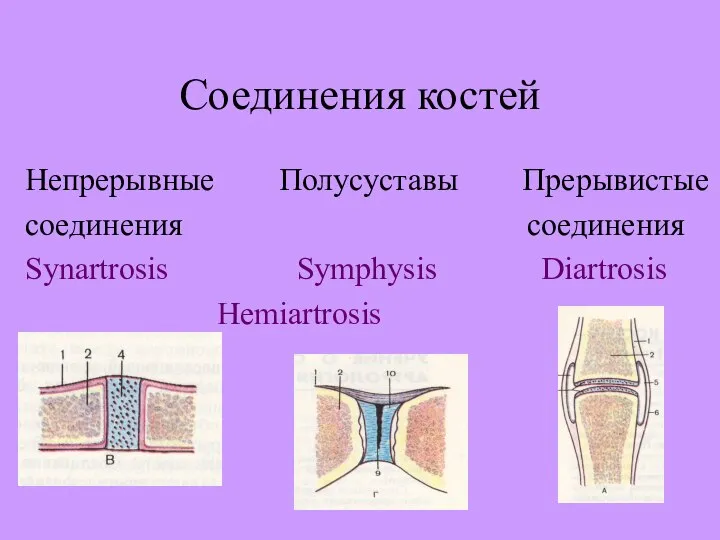 Соединения костей Непрерывные Полусуставы Прерывистые cоединения cоединения Synartrosis Symphysis Diartrosis Hemiartrosis