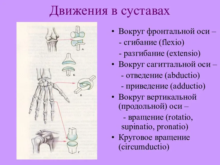 Движения в суставах Вокруг фронтальной оси – - сгибание (flexio) -