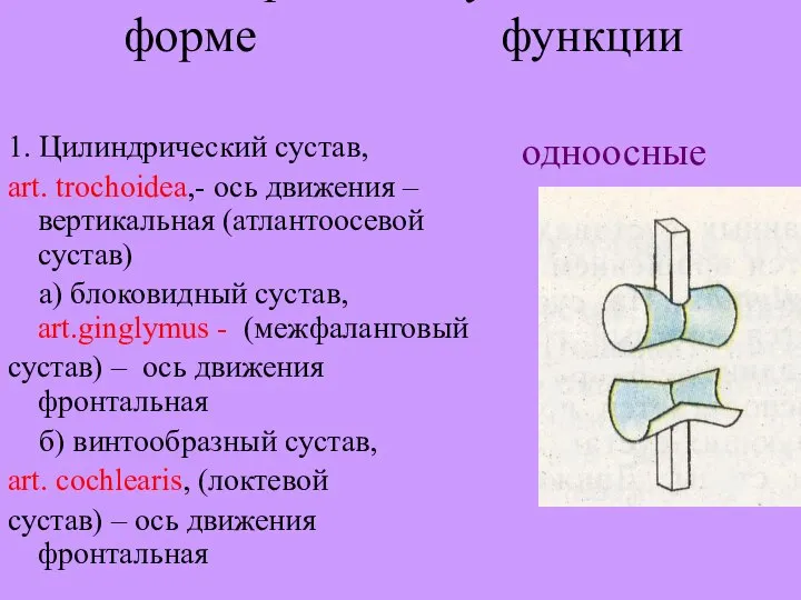 Классификация суставов по: форме функции 1. Цилиндрический сустав, art. trochoidea,- ось