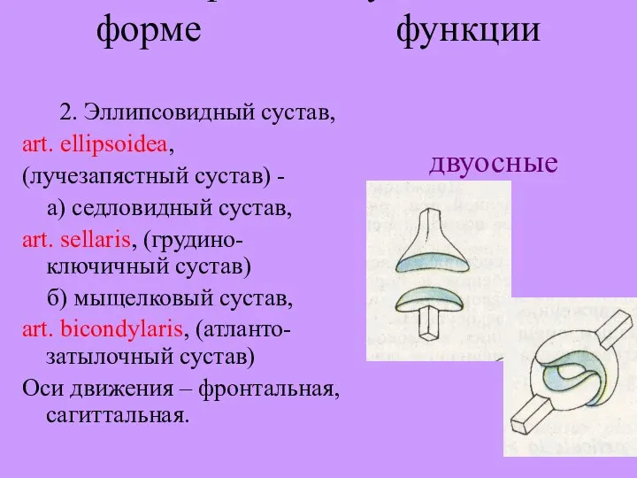Классификация суставов по: форме функции 2. Эллипсовидный сустав, art. ellipsoidea, (лучезапястный