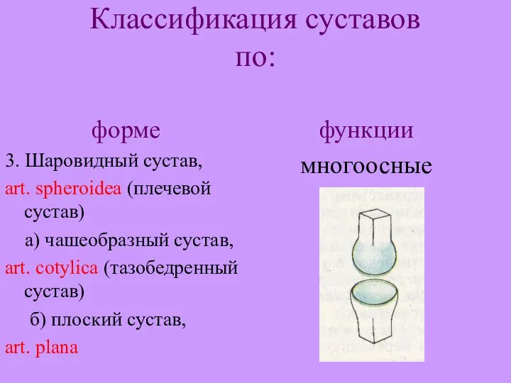 Классификация суставов по: форме 3. Шаровидный сустав, art. spheroidea (плечевой сустав)