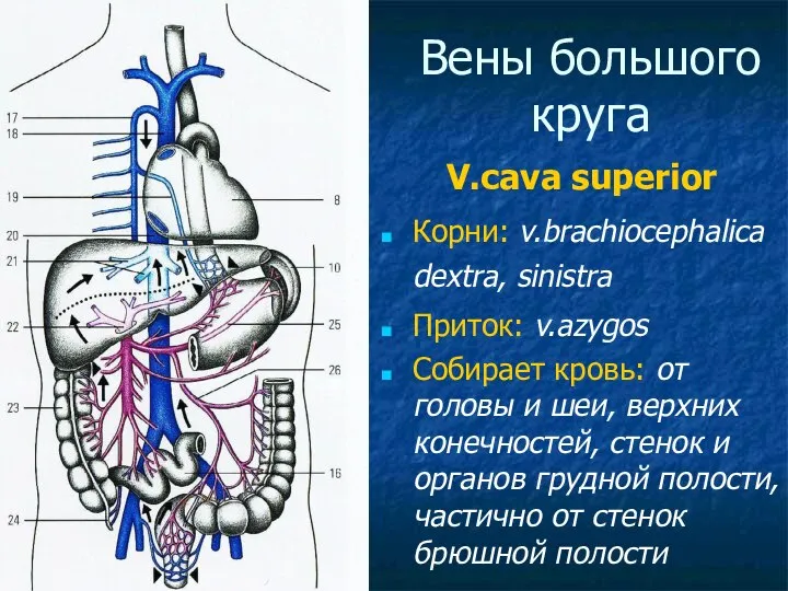 Вены большого круга V.cava superior Корни: v.brachiocephalica dextra, sinistra Приток: v.azygos