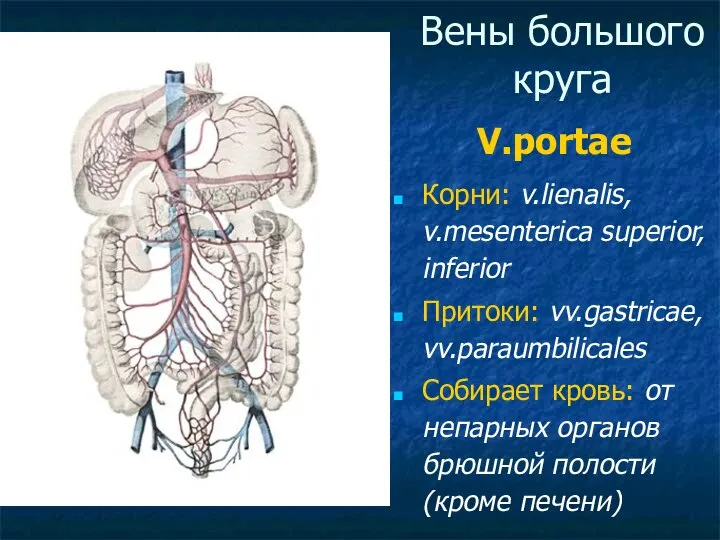 Вены большого круга V.portae Корни: v.lienalis, v.mesenterica superior, inferior Притоки: vv.gastricae,