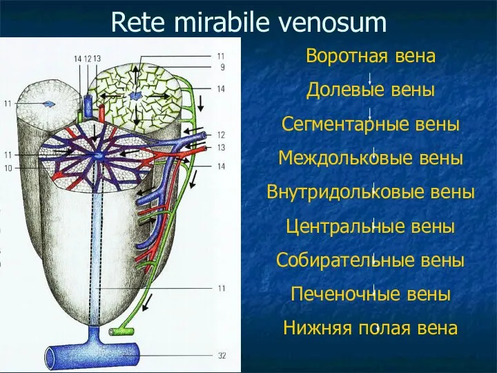 Rete mirabile venosum Воротная вена Долевые вены Сегментарные вены Междольковые вены