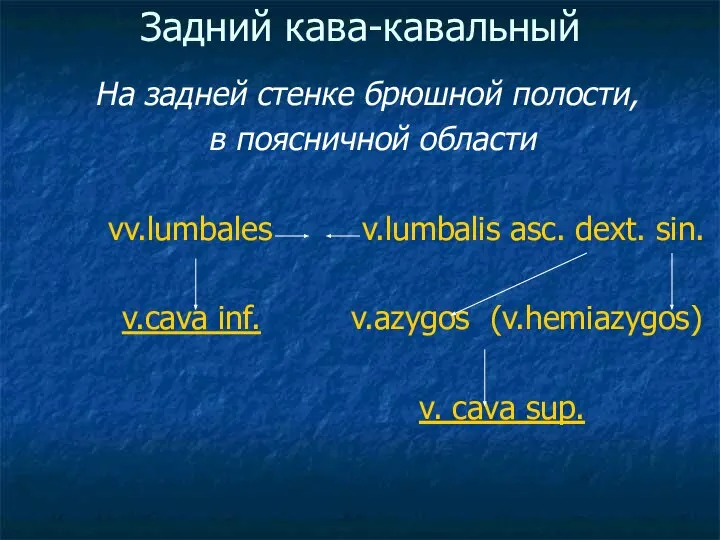 Задний кава-кавальный На задней стенке брюшной полости, в поясничной области vv.lumbales