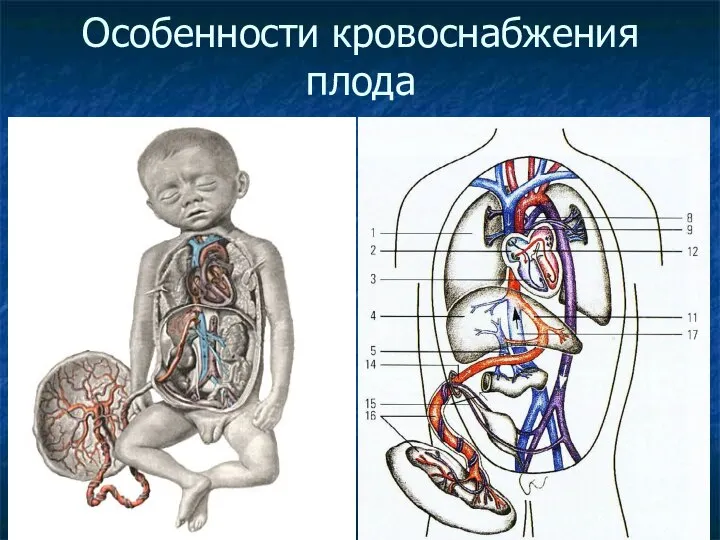 Особенности кровоснабжения плода