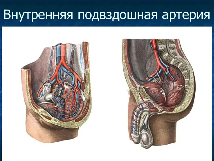 Внутренняя подвздошная артерия