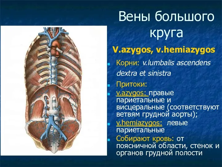 Вены большого круга V.azygos, v.hemiazygos Корни: v.lumbalis ascendens dextra et sinistra