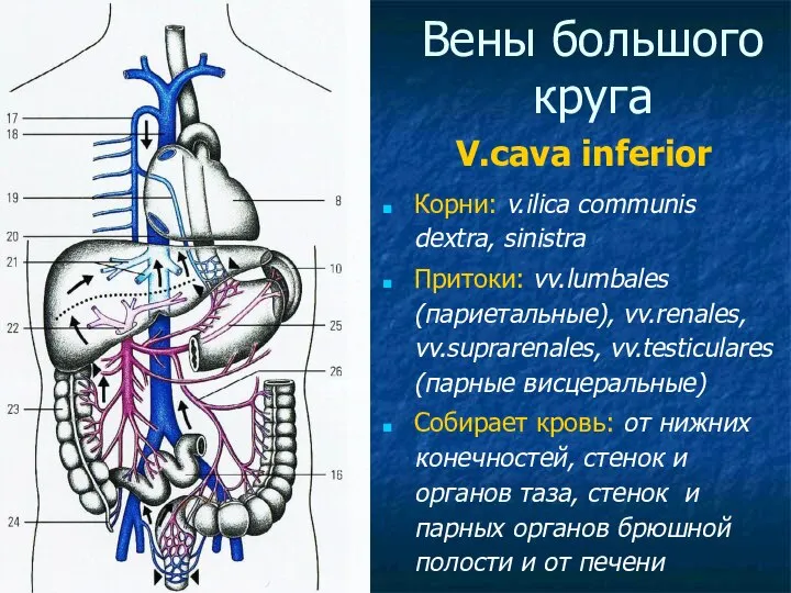 Вены большого круга V.cava inferior Корни: v.ilica communis dextra, sinistra Притоки: