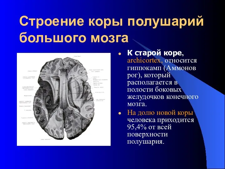 Строение коры полушарий большого мозга К старой коре, archicortex, относится гиппокамп