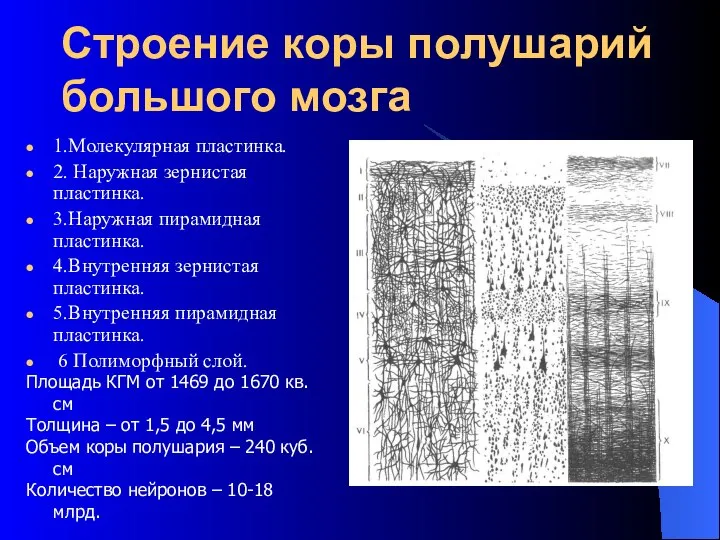 Строение коры полушарий большого мозга 1.Молекулярная пластинка. 2. Наружная зернистая пластинка.