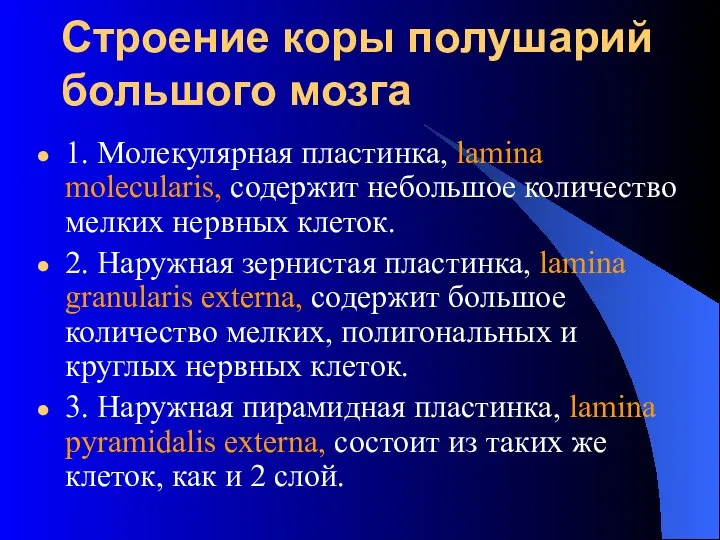 Строение коры полушарий большого мозга 1. Молекулярная пластинка, lamina molecularis, содержит