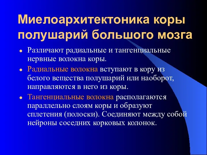 Миелоархитектоника коры полушарий большого мозга Различают радиальные и тангенциальные нервные волокна