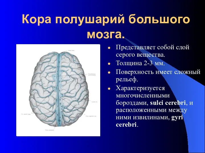 Кора полушарий большого мозга. Представляет собой слой серого вещества. Толщина 2-3