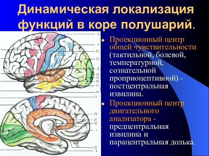 Динамическая локализация функций в коре полушарий. Проекционный центр общей чувствительности (тактильной,