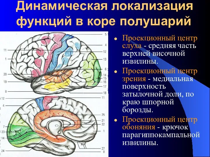 Динамическая локализация функций в коре полушарий Проекционный центр слуха - средняя