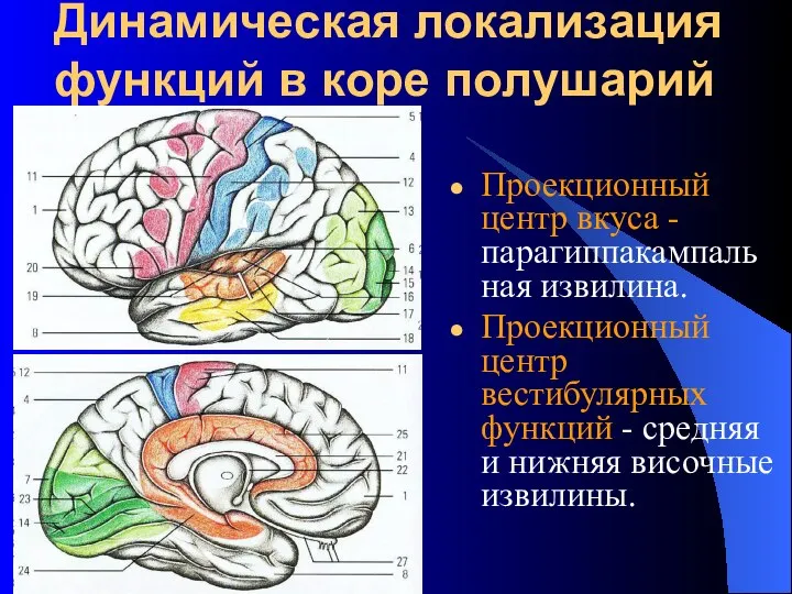 Динамическая локализация функций в коре полушарий Проекционный центр вкуса - парагиппакампальная