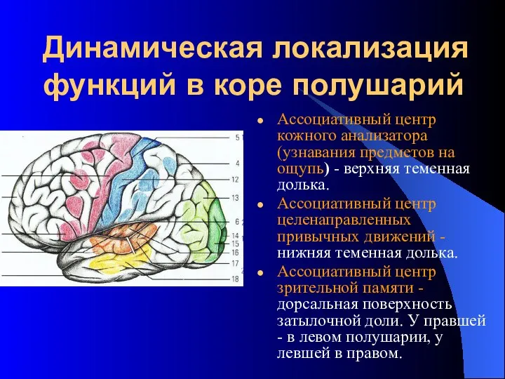 Динамическая локализация функций в коре полушарий Ассоциативный центр кожного анализатора (узнавания