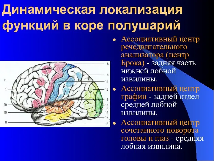 Динамическая локализация функций в коре полушарий Ассоциативный центр речедвигательного анализатора (центр