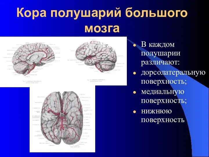 Кора полушарий большого мозга В каждом полушарии различают: дорсолатеральную поверхность; медиальную поверхность; нижнюю поверхность
