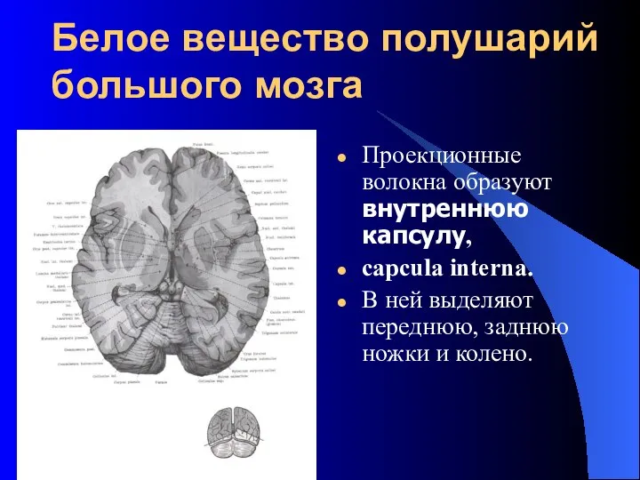 Белое вещество полушарий большого мозга Проекционные волокна образуют внутреннюю капсулу, capcula