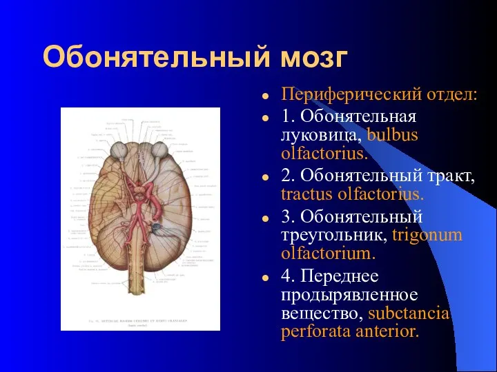 Обонятельный мозг Периферический отдел: 1. Обонятельная луковица, bulbus olfactorius. 2. Обонятельный